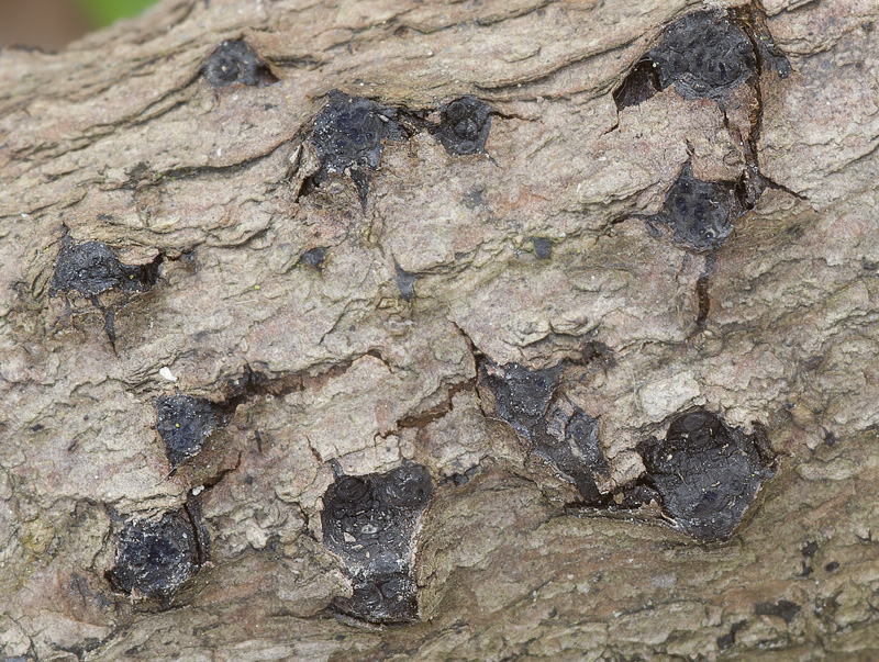 Lopadostoma gastrinum